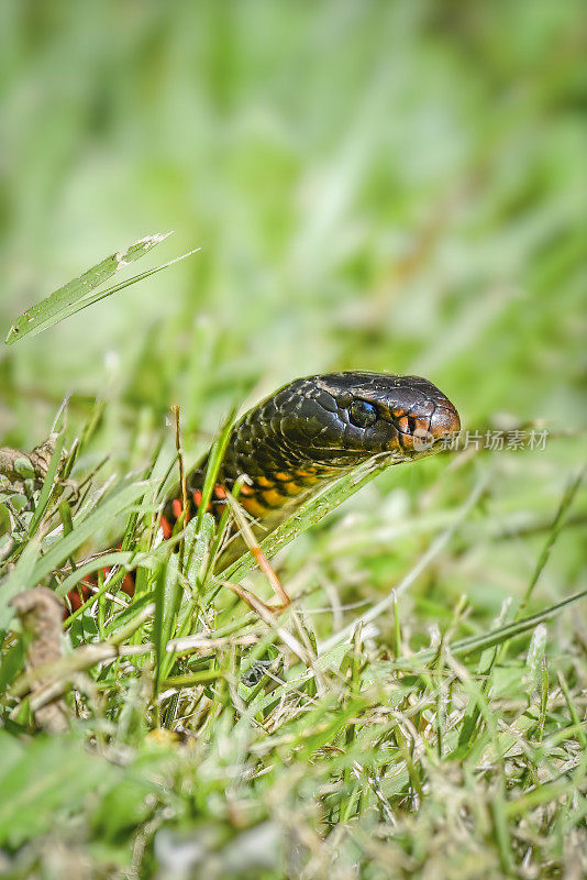 红腹黑蛇(Pseudechis porphyriacus)